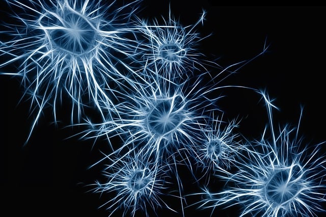 un ensemble de neurones de différentes tailles